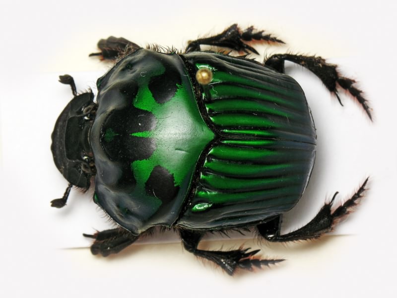 Oxysternon conspicillatum